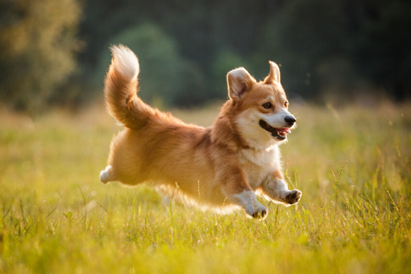 corgi