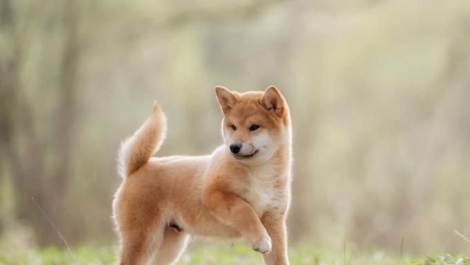 shiba